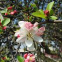 Malus floribunda fleur